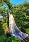 Lúp váy cưới 006 (VEIL006)