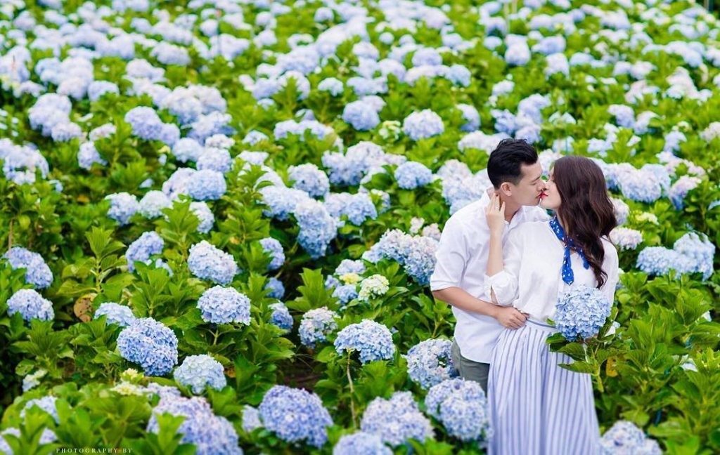 chụp ảnh cưới tại cánh đồng hoa cẩm tú cầu